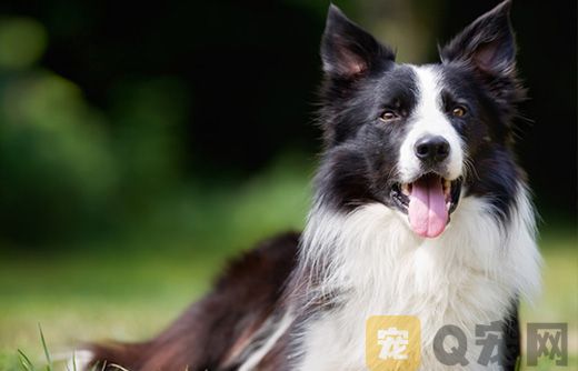 邊牧不喜歡主人會有哪些行為表現？